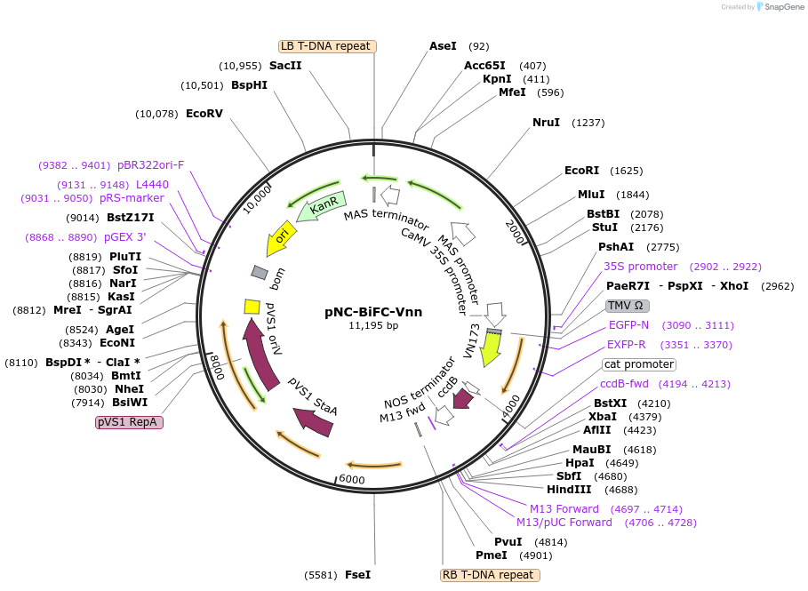 193422-plasmid-map-sequence-id-379633