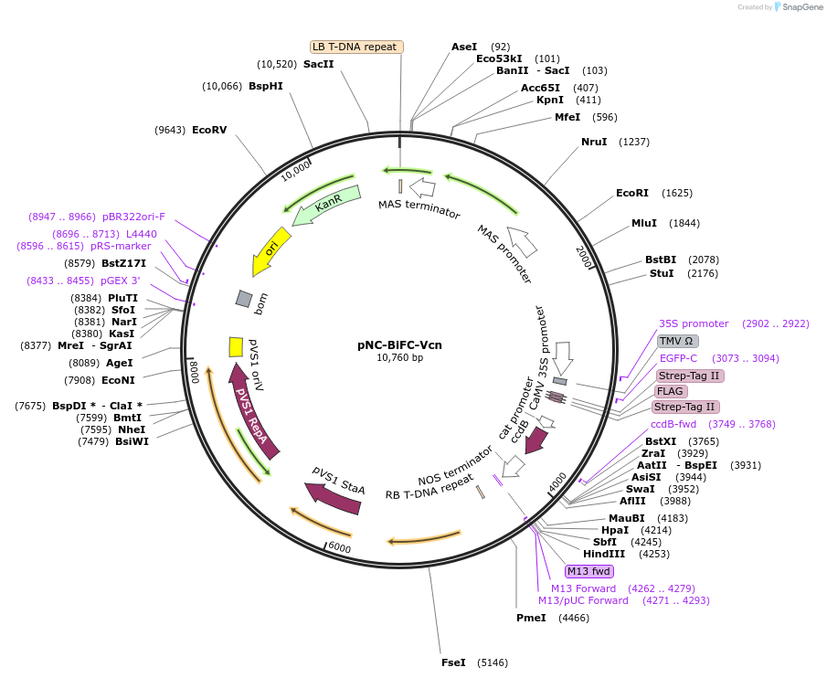 193424-plasmid-map-sequence-id-379635