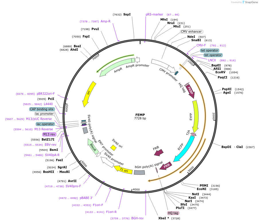 191973-plasmid-map-sequence-id-379638