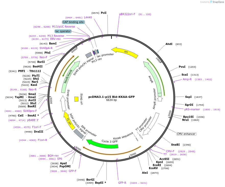 191970-plasmid-map-sequence-id-379644