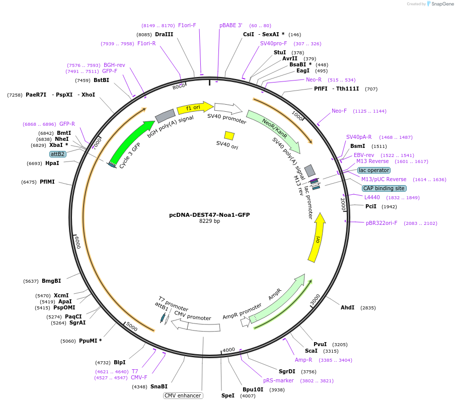 191968-plasmid-map-sequence-id-379648