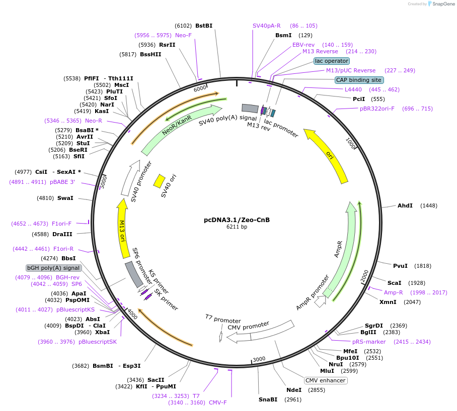 191965-plasmid-map-sequence-id-379653