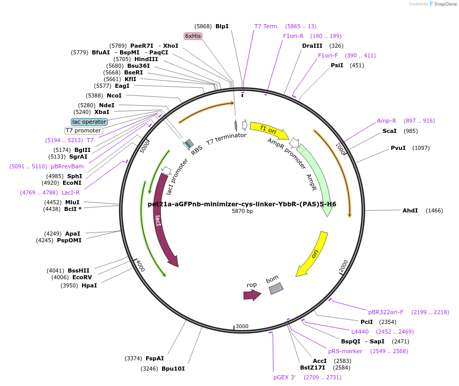 192789-plasmid-map-sequence-id-379656