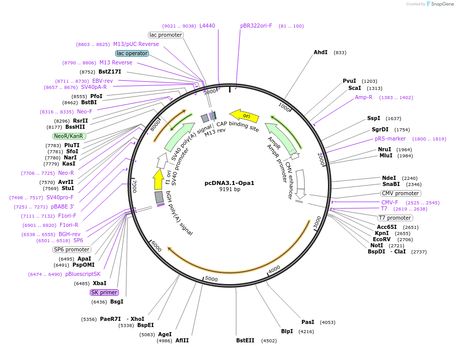 191963-plasmid-map-sequence-id-379657