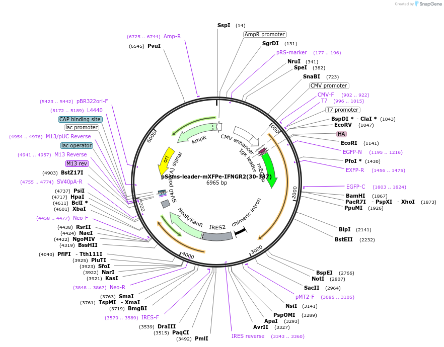 192787-plasmid-map-sequence-id-379660