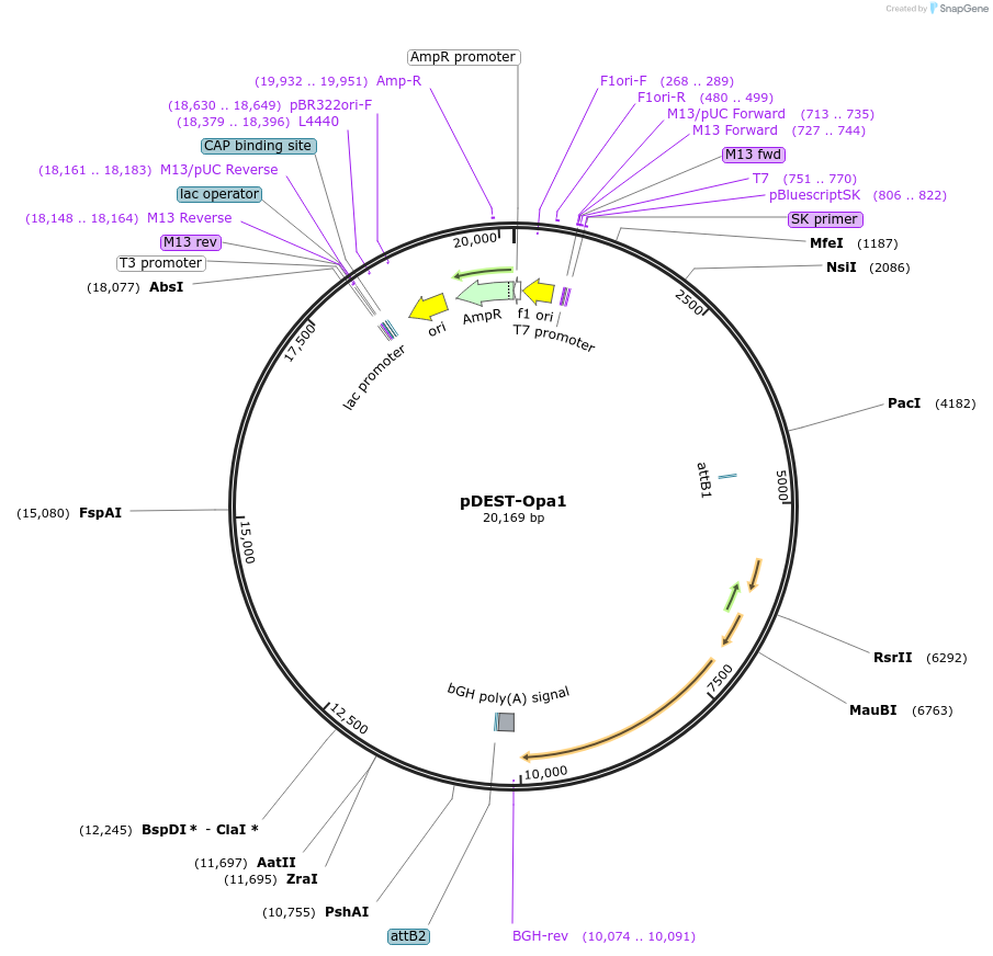 191961-plasmid-map-sequence-id-379662