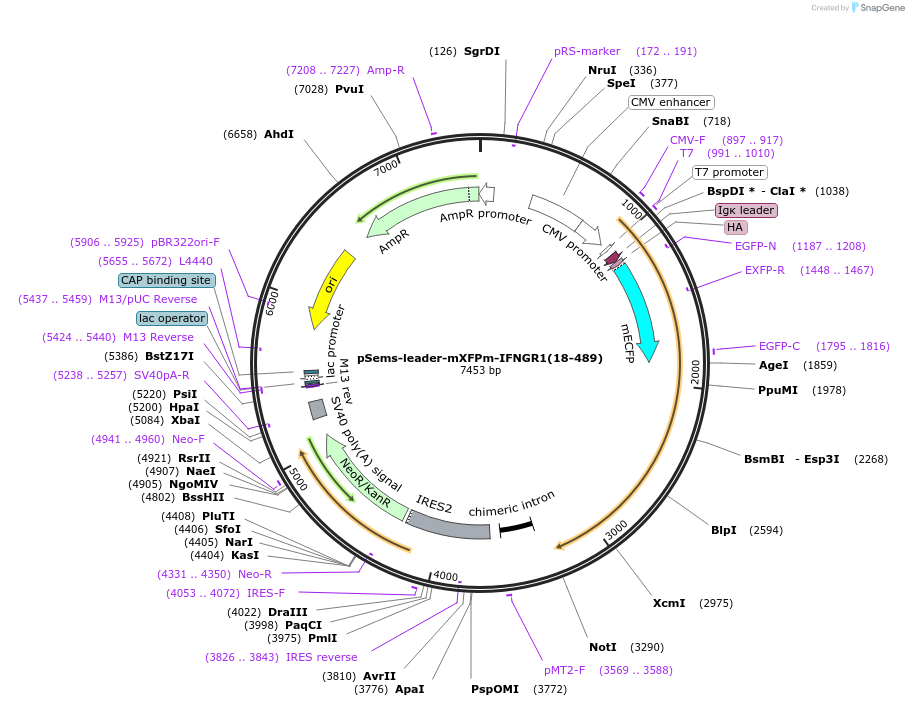 192786-plasmid-map-sequence-id-379664