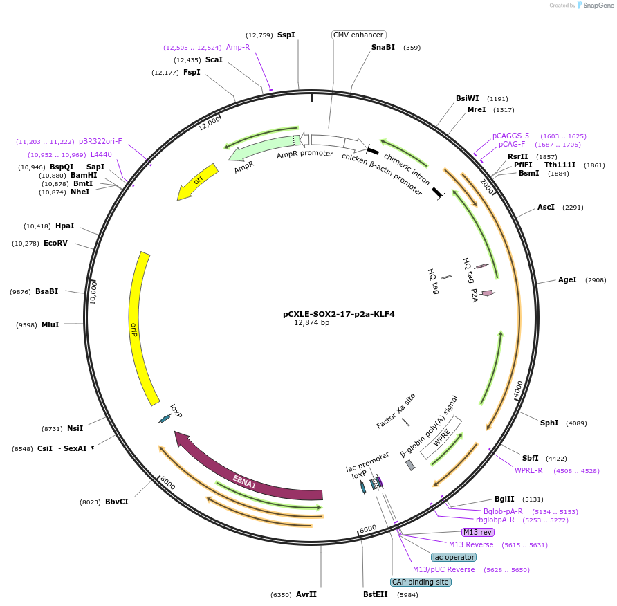 193290-plasmid-map-sequence-id-379665