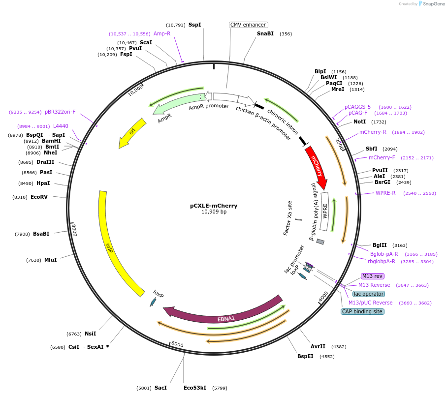193293-plasmid-map-sequence-id-379668