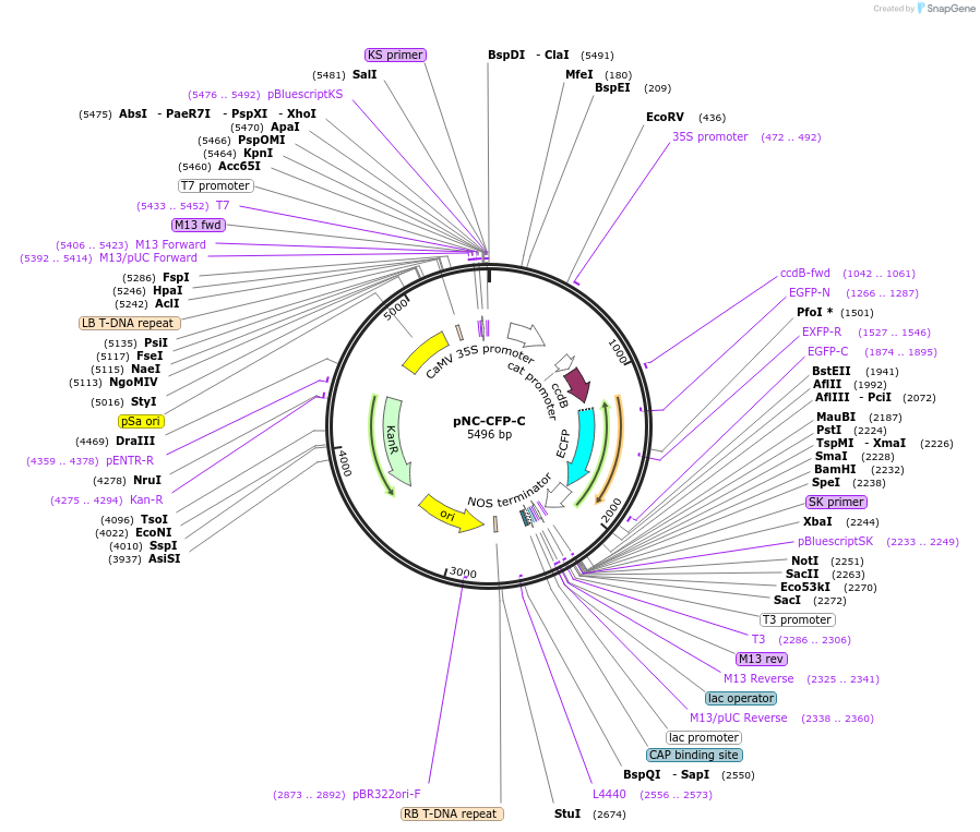193411-plasmid-map-sequence-id-379669