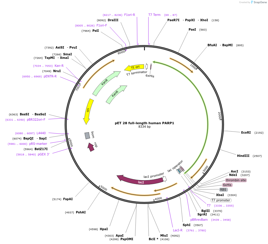 192635-plasmid-map-sequence-id-379671