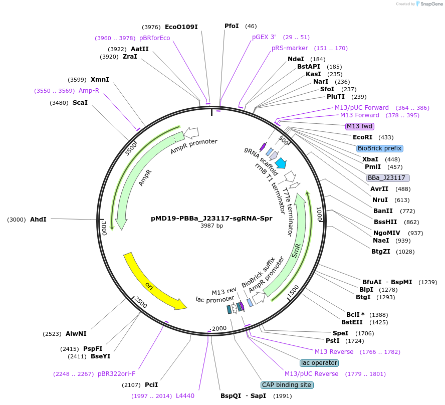 190793-plasmid-map-sequence-id-379672