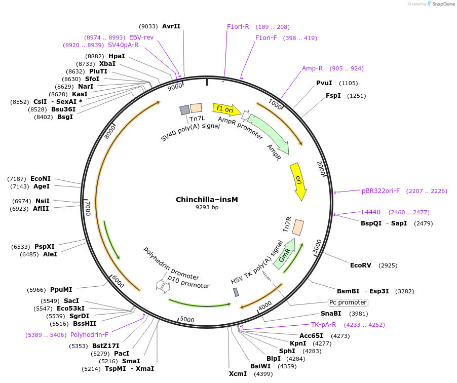 191226-plasmid-map-sequence-id-379750