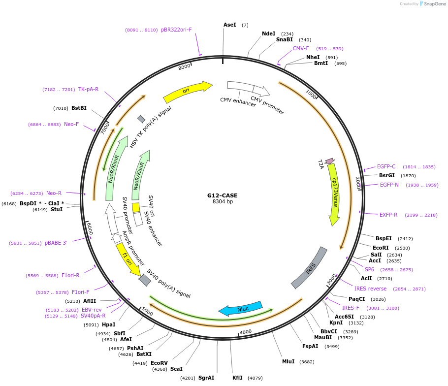 190714-plasmid-map-sequence-id-379753