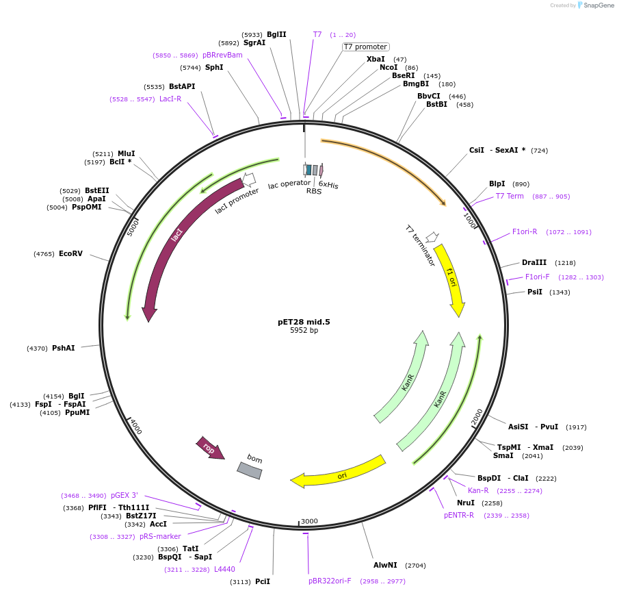 191896-plasmid-map-sequence-id-379781
