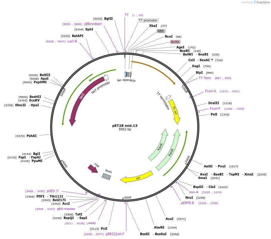 191915-plasmid-map-sequence-id-379787
