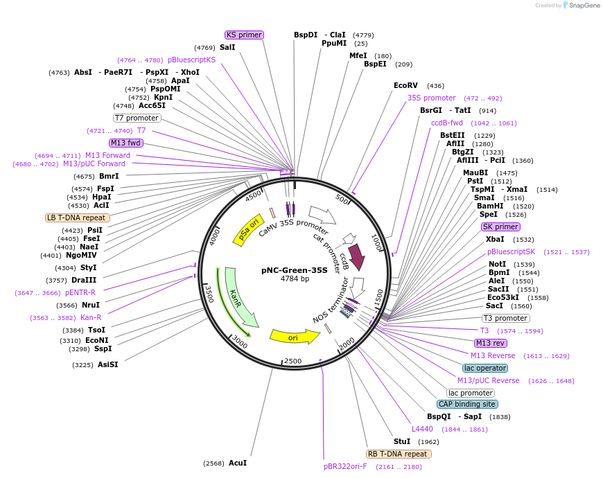 193393-plasmid-map-sequence-id-379789