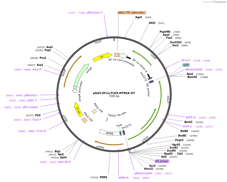 184595-plasmid-map-sequence-id-379794