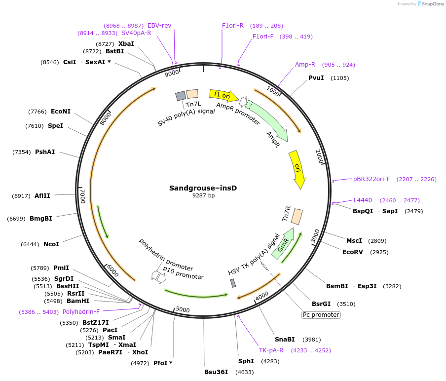 191228-plasmid-map-sequence-id-379798