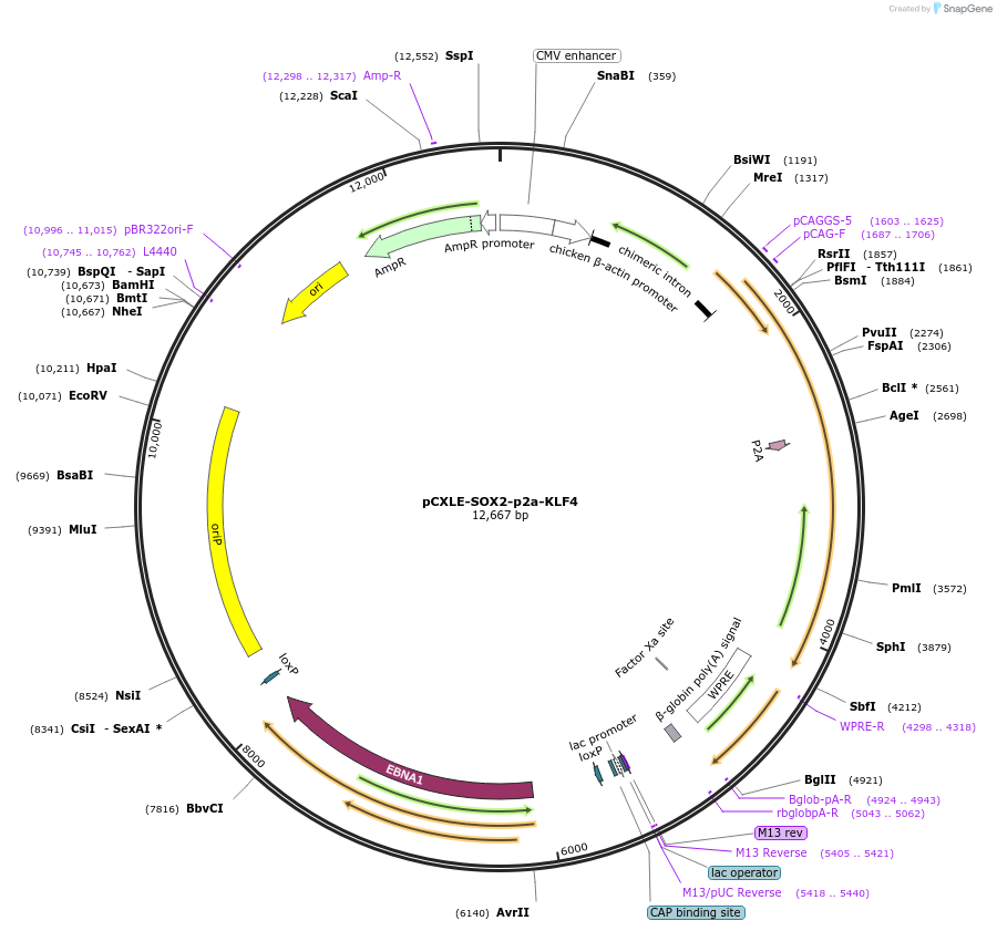 193292-plasmid-map-sequence-id-379805