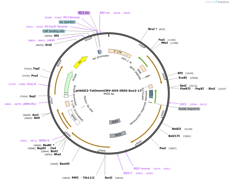 193299-plasmid-map-sequence-id-379818