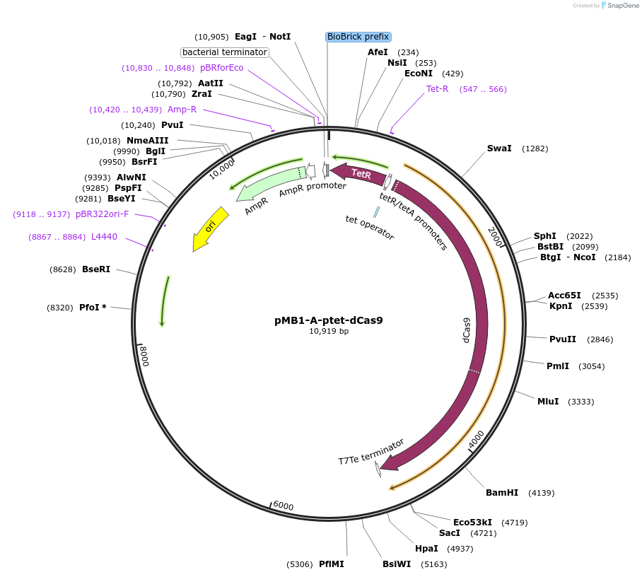 190129-plasmid-map-sequence-id-379825