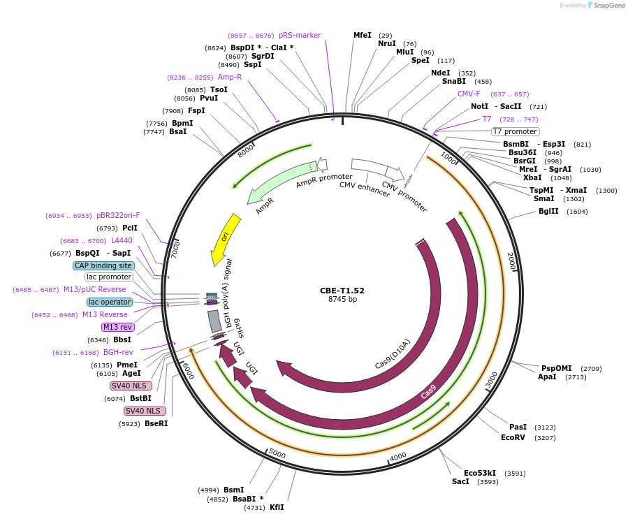 193285-plasmid-map-sequence-id-379826