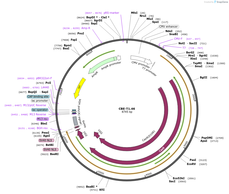 193284-plasmid-map-sequence-id-379829