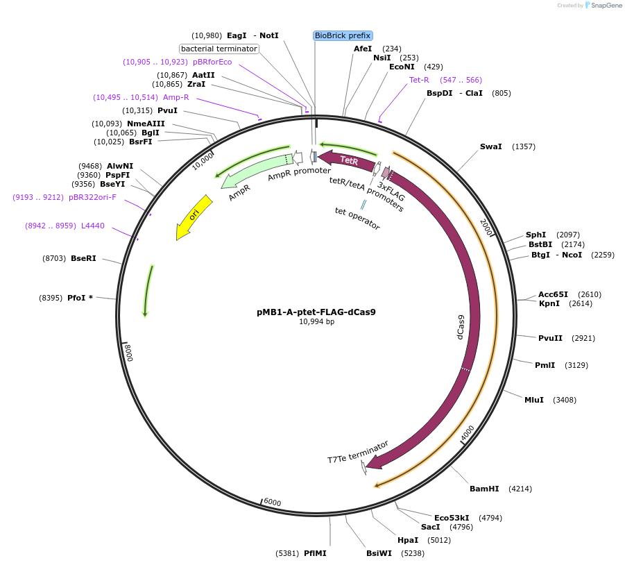 190130-plasmid-map-sequence-id-379835