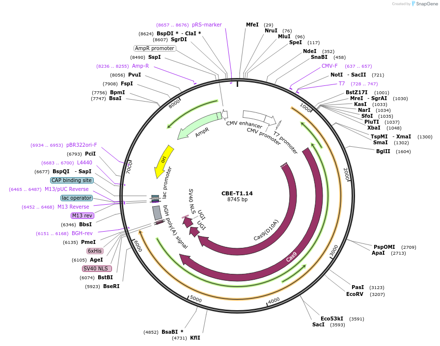 193277-plasmid-map-sequence-id-379839