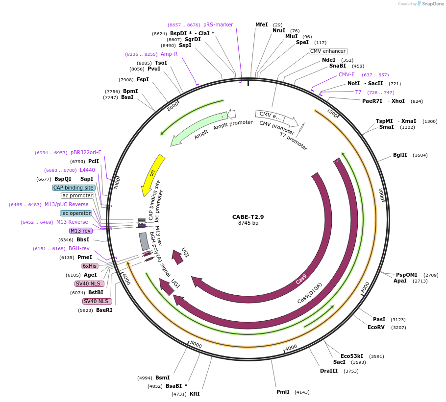 193264-plasmid-map-sequence-id-379852