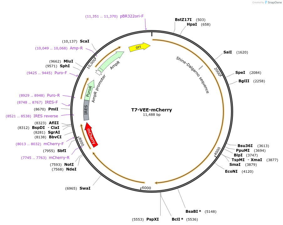 193355-plasmid-map-sequence-id-379856