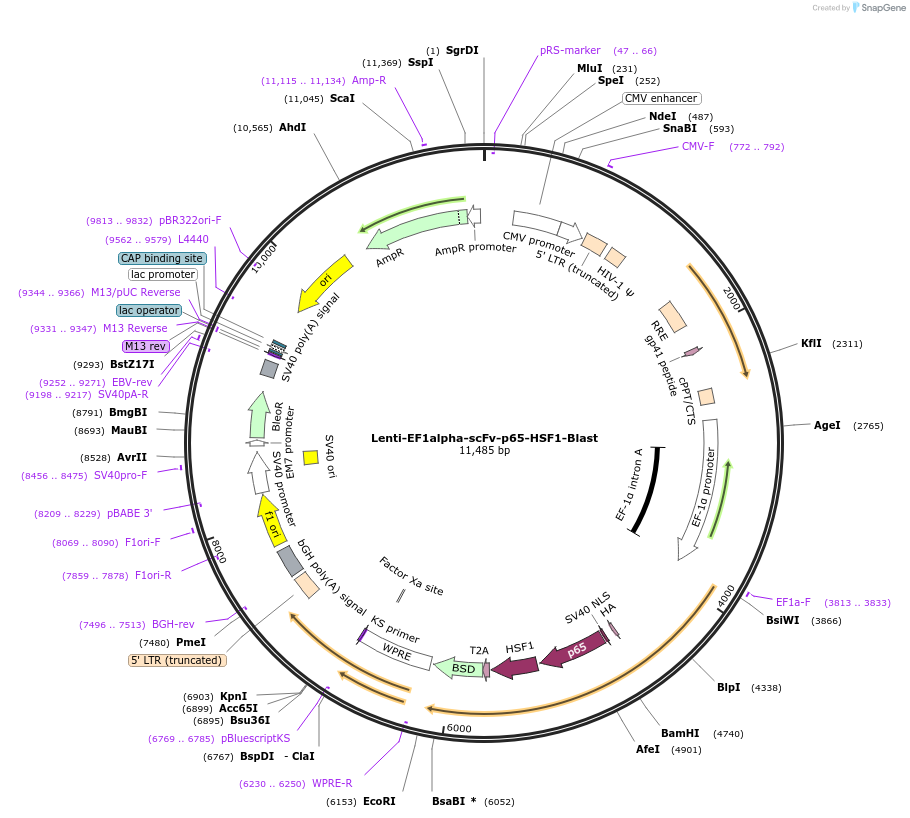 192652-plasmid-map-sequence-id-379869