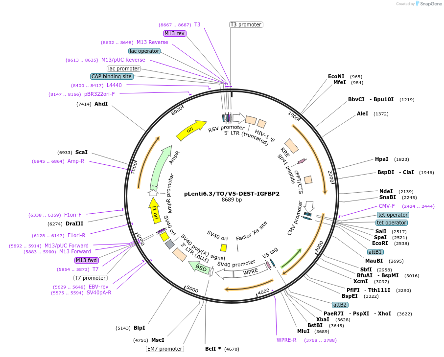 191006-plasmid-map-sequence-id-379878