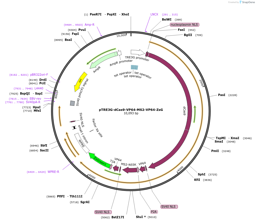 192669-plasmid-map-sequence-id-379887