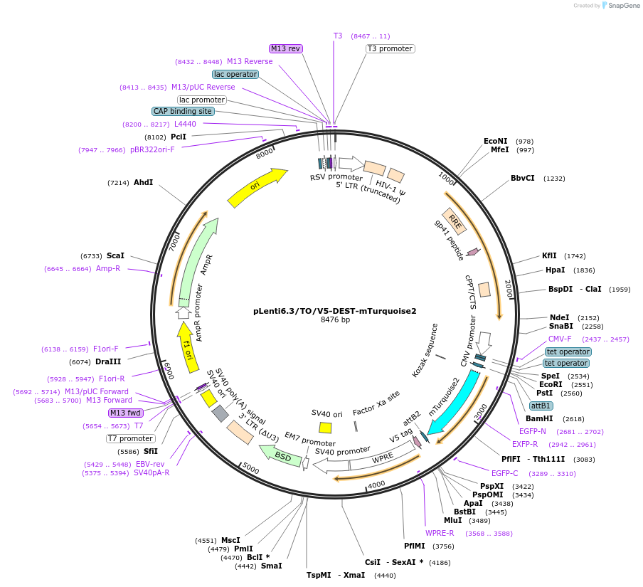 191010-plasmid-map-sequence-id-379888
