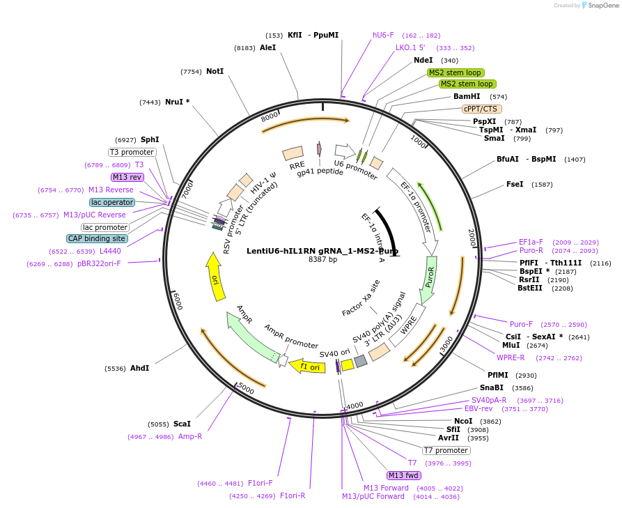 192677-plasmid-map-sequence-id-379889