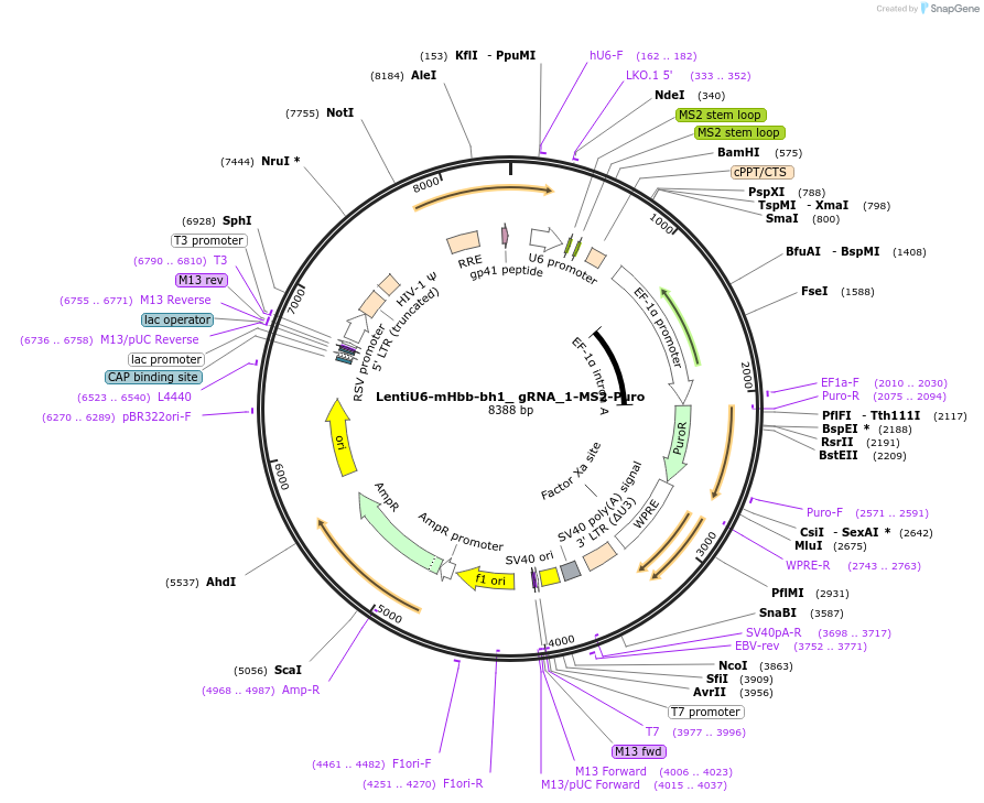 192681-plasmid-map-sequence-id-379893