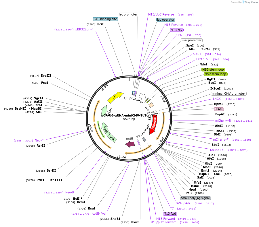 192656-plasmid-map-sequence-id-379894