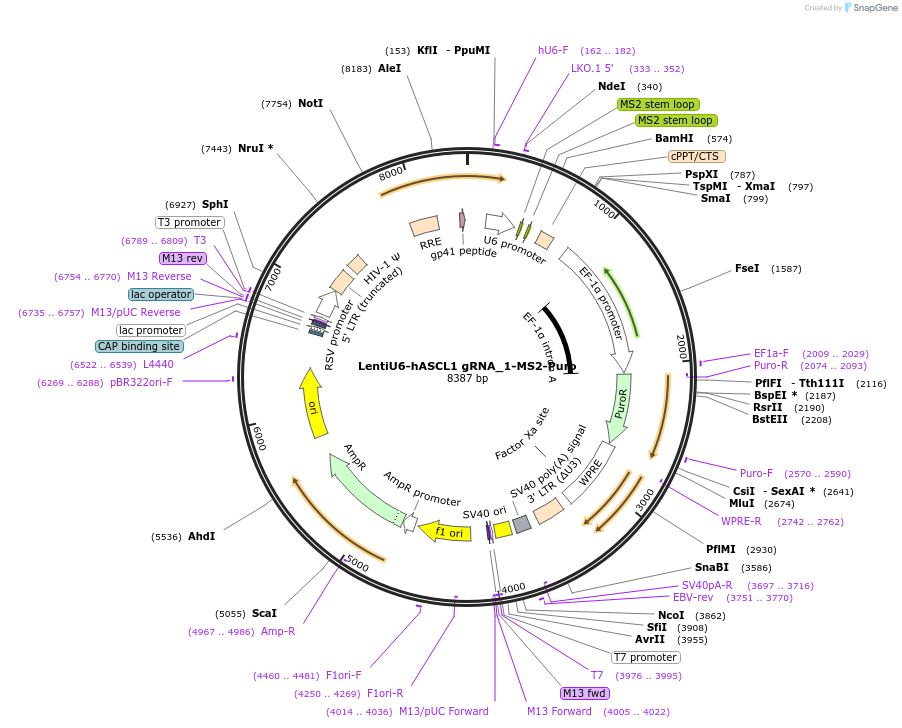 192670-plasmid-map-sequence-id-379903