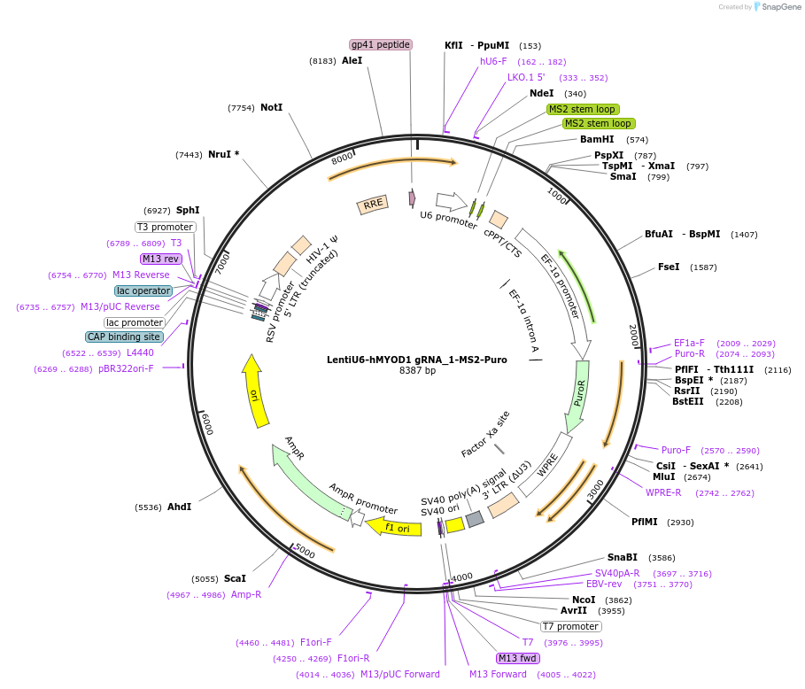 192673-plasmid-map-sequence-id-379905