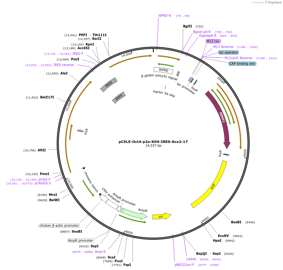 193298-plasmid-map-sequence-id-379909