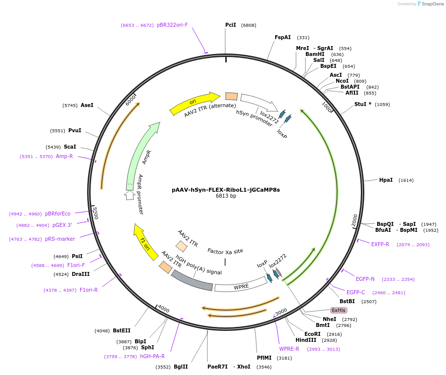 192616-plasmid-map-sequence-id-379925