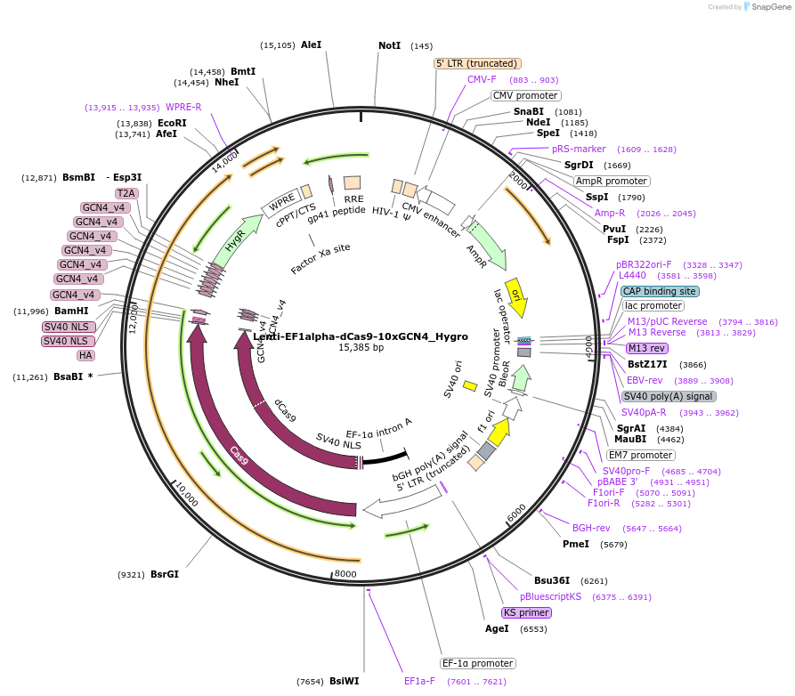 192651-plasmid-map-sequence-id-379933