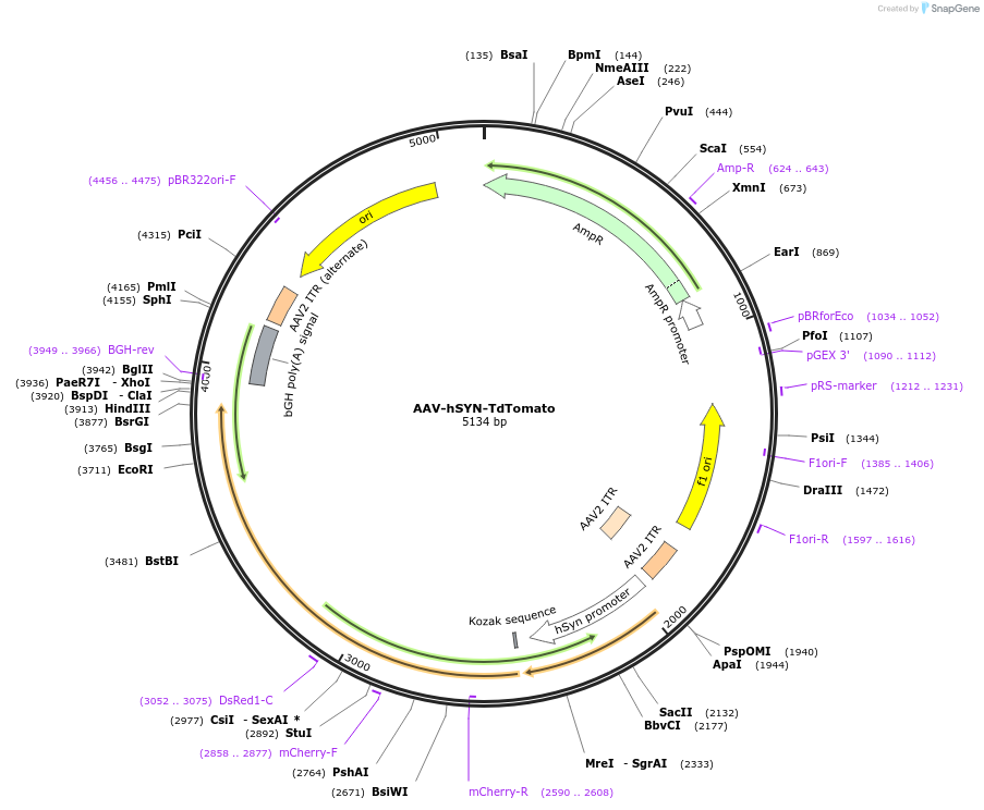 193019-plasmid-map-sequence-id-379935