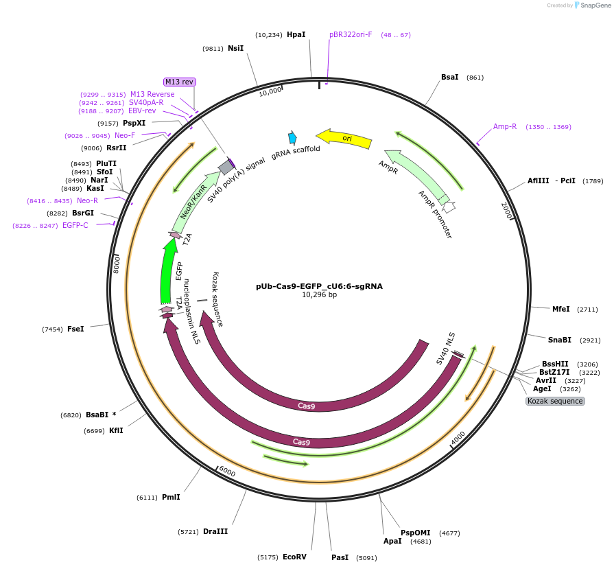 190597-plasmid-map-sequence-id-379952