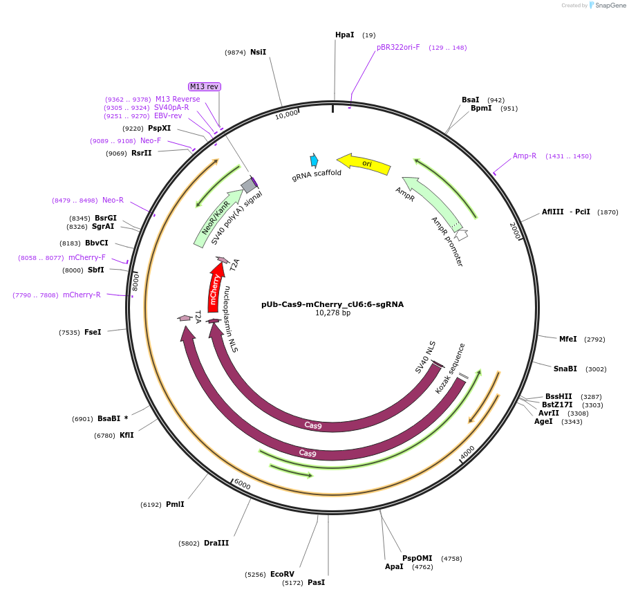 190598-plasmid-map-sequence-id-379953