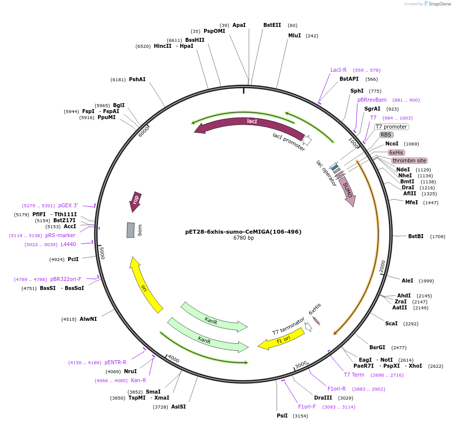 192832-plasmid-map-sequence-id-379954