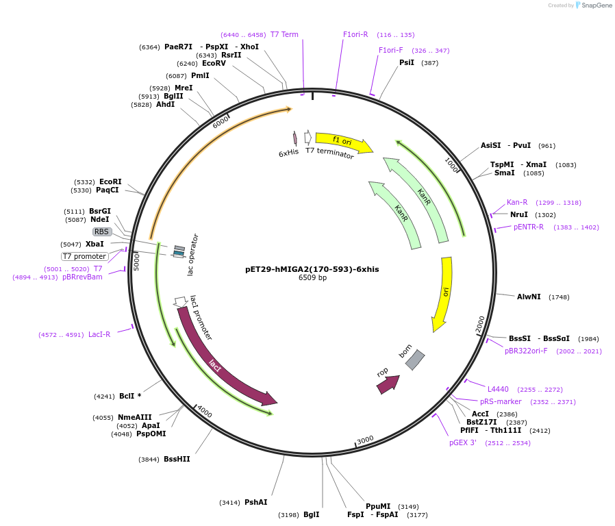 192834-plasmid-map-sequence-id-379956