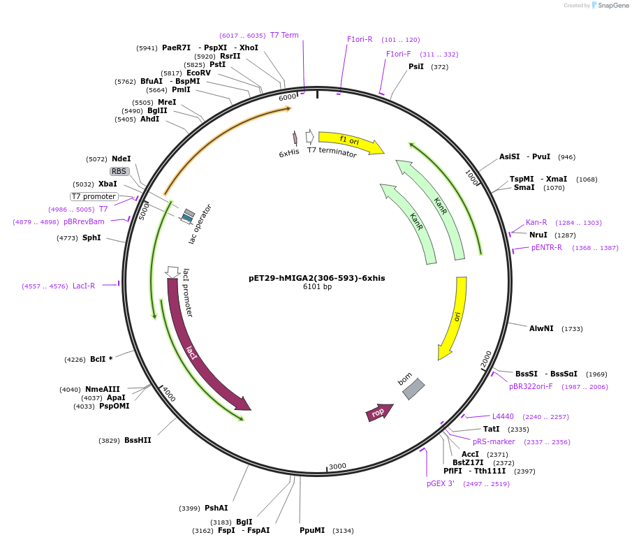 192837-plasmid-map-sequence-id-379958